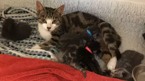 Ella and kittens
